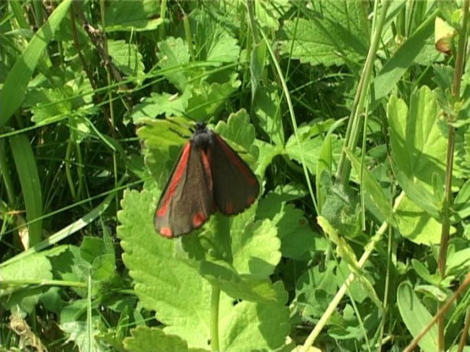 Blutbär ( Tyria jacobaeae ) : Am Niederrhein, 17.06.2006